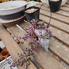 (お話し中)多肉植物　ルビーネックレスの画像