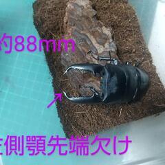 パラワンヒラタ♂単品◤B品◢
