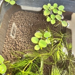 【ご連絡いただいてる方で一旦締切ます】メダカの赤ちゃんの画像