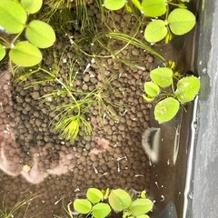【ご連絡いただいてる方で一旦締切ます】メダカの赤ちゃん