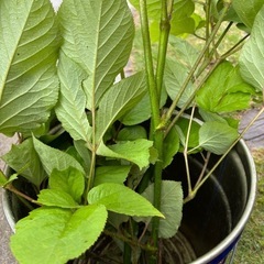 天然ウド、山菜
