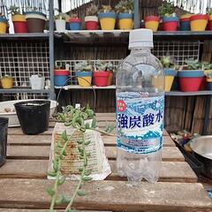 (お話し中)多肉植物ドルフィンネックレスの画像
