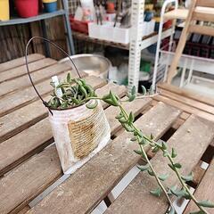 (お話し中)多肉植物ドルフィンネックレスの画像