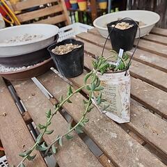 (お話し中)多肉植物ドルフィンネックレスの画像