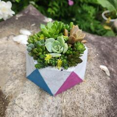 多肉植物寄せ植5.25