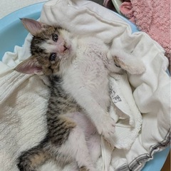 🌸🐈キジ白はるちゃん🐈🌸