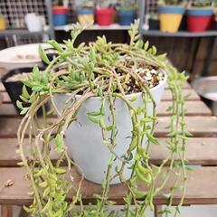 多肉植物ドルフィンネックレス