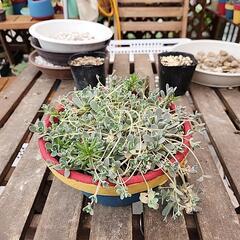 多肉植物　子持ち蓮花