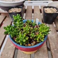 多肉植物　虹の玉　