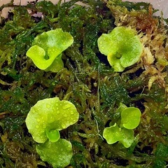 P.ridleyi wild_リドレイ ワイルド_幼苗 胞子培養...