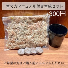 P.ridleyi wild_リドレイ ワイルド_幼苗 胞子培養4株◆ビカクシダの画像