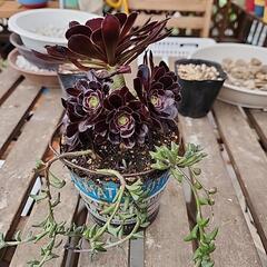 多肉植物　黒法師、ドルフィンネックレス