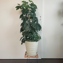 観葉植物　
カポック