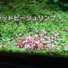 レッドビーシュリンプ　36　一匹200円