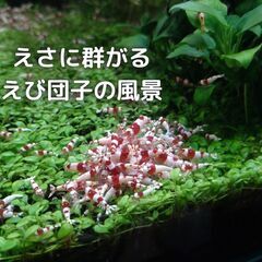 レッドビーシュリンプ　37　一匹200円の画像