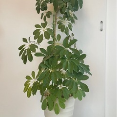 観葉植物　カポックの画像