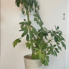 観葉植物　カポックの画像