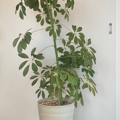 観葉植物　カポックの画像