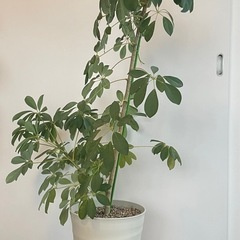 観葉植物　カポックの画像