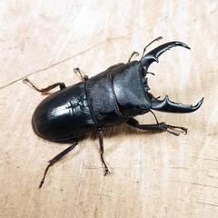 本土ヒラタクワガタ(大阪府高槻市産)WF1新成虫♂♀ペアの画像