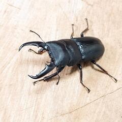 本土ヒラタクワガタ(大阪府高槻市産)WF1新成虫♂♀ペアの画像