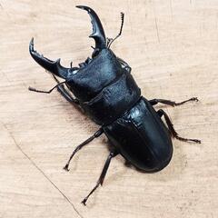 本土ヒラタクワガタ(大阪府高槻市産)WF1新成虫♂♀ペアの画像