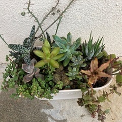 🪴多肉植物寄植(10種類)