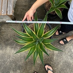 アカベの画像