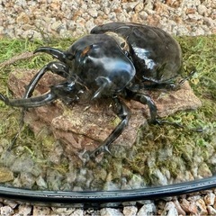 カブトムシ標本