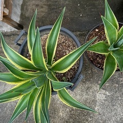 アカベの画像