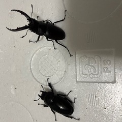 ノコギリクワガタ ペア
