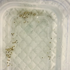 メダカ針子