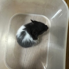 ゴールデンハムスターの里親募集