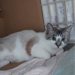 ブルーアイの猫大好きな女の子です - 猫
