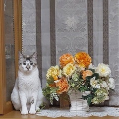 ブルーアイの猫大好きな女の子です - 里親募集