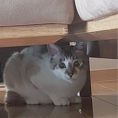 ブルーアイの猫大好きな女の子です − 徳島県