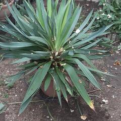 ユッカ　観葉植物　大株！