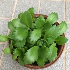 多肉植物・子宝草の画像