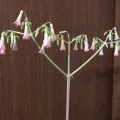 多肉植物・子宝草の画像