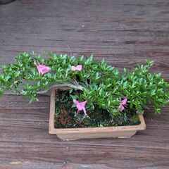 花が散り始めたツツジ？、それともサツキ？