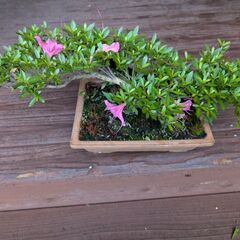 値下げしました。ツツジ？、それともサツキ？の画像