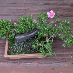 値下げしました。ツツジ？、それともサツキ？の画像