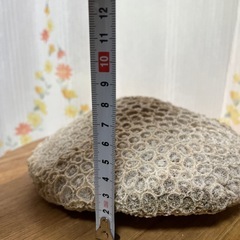 サンゴ　置物の画像