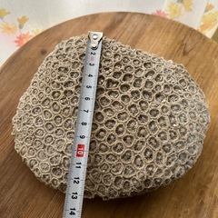 サンゴ　置物の画像