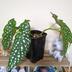 ランキングキーワードに紐づく投稿画像-観葉植物