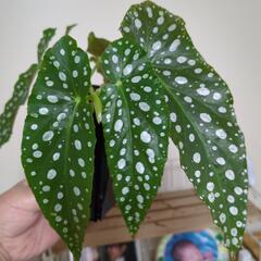 お譲り完了 葉先までキレイ✨️水玉模様の葉っぱ💕まとめ割引します♪の画像