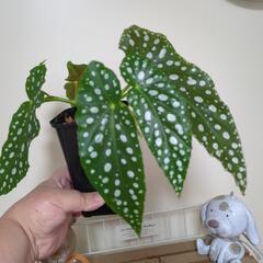 お譲り完了 葉先までキレイ✨️水玉模様の葉っぱ💕まとめ割引します♪の画像