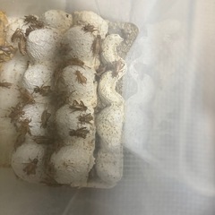 コオロギ