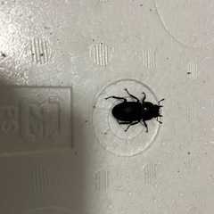 コクワガタ ペア 単品 どちらでもの画像