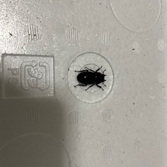 コクワガタ ペア 単品 どちらでもの画像